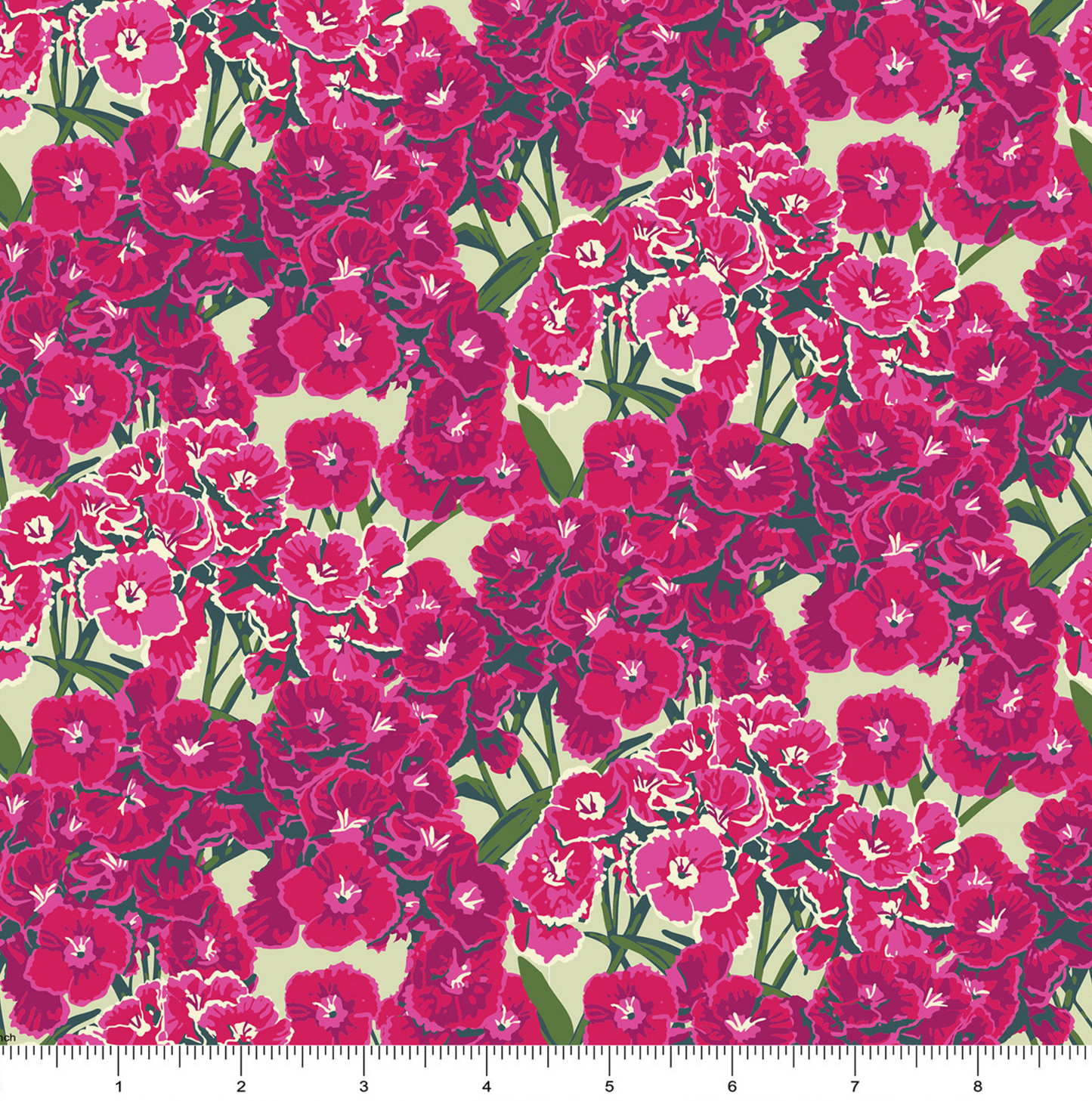 Dianthus in Pink