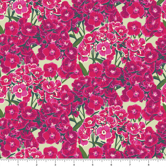 Dianthus in Pink